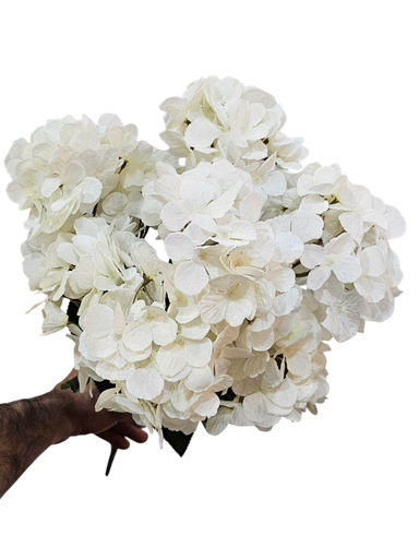 هایدرنجەی گەورە سپی