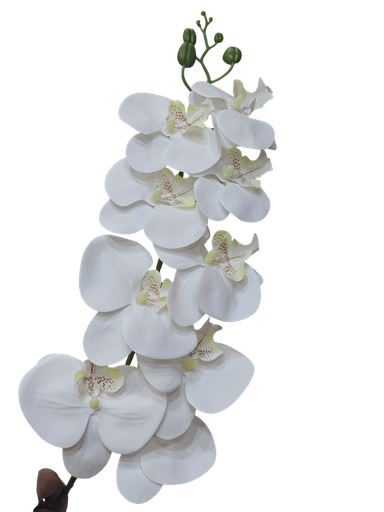 ئۆرکید تاک