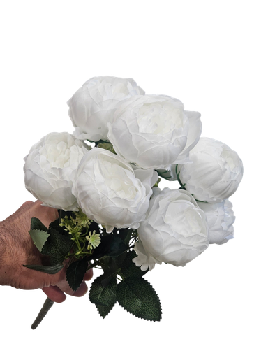 پیۆنی چەپکی سپی