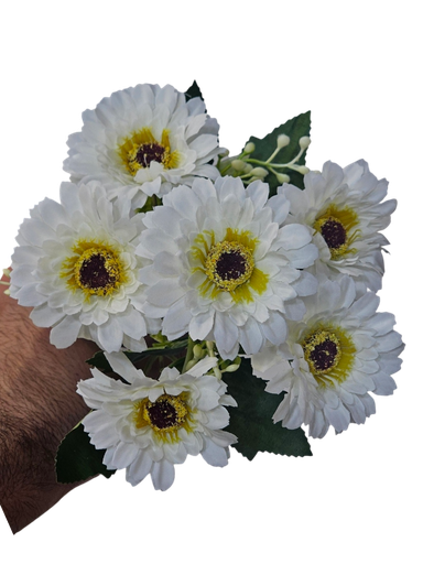 دەیزی سپی