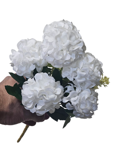گوڵی چەپکی سپی