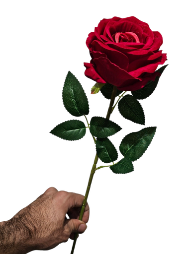 رۆزی تاکی سۆر