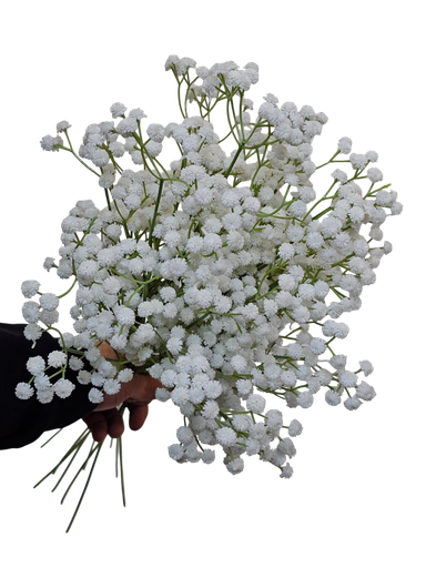 gypsophila