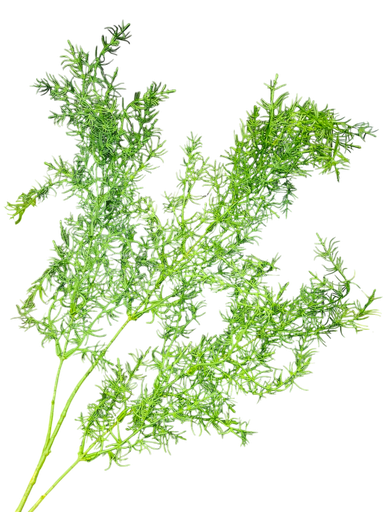 تاکی سەوز 