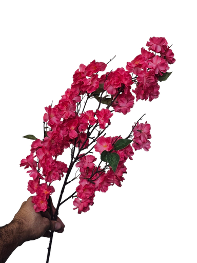 گولی تاک هەناری