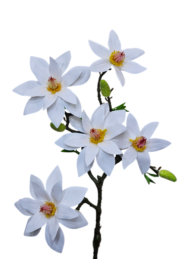 تاکی ماگنۆلیا