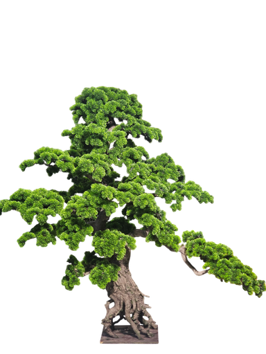 Bonsai tree