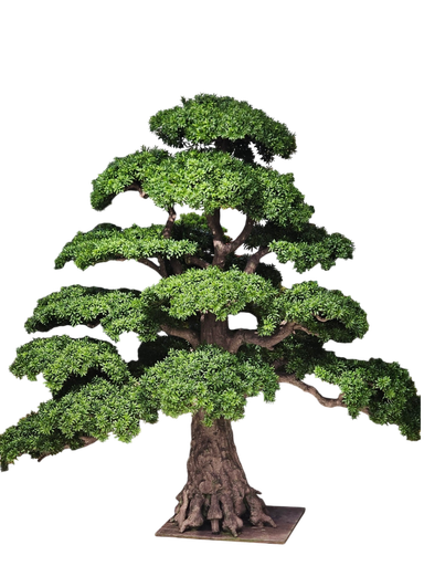 شجرە بونسای