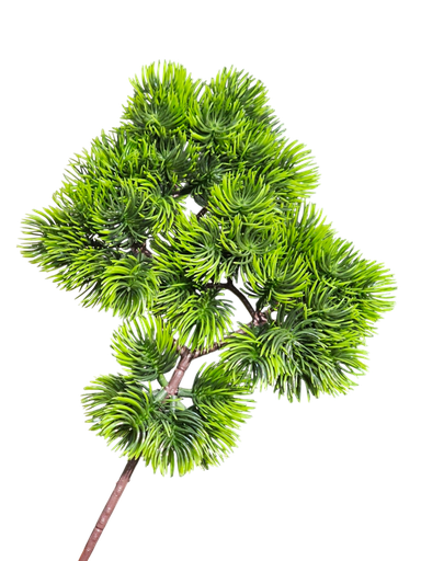 bonsai leaves
