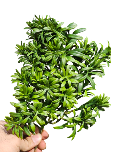 حضار شجرە بونسای