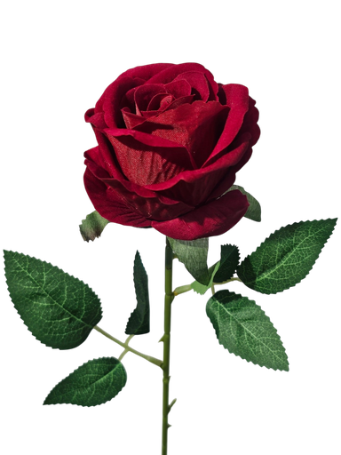 ڕۆزی تاک سۆر