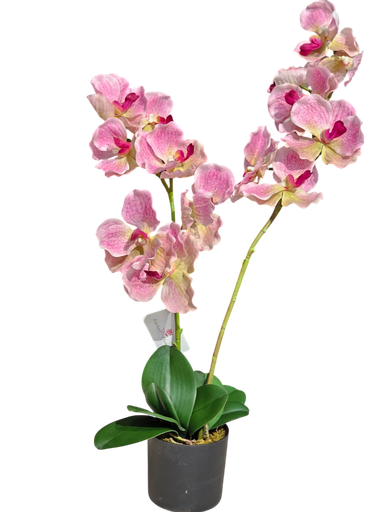 گوڵی ئۆرکید 80 سانتیم