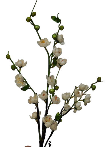 تاکی سپی