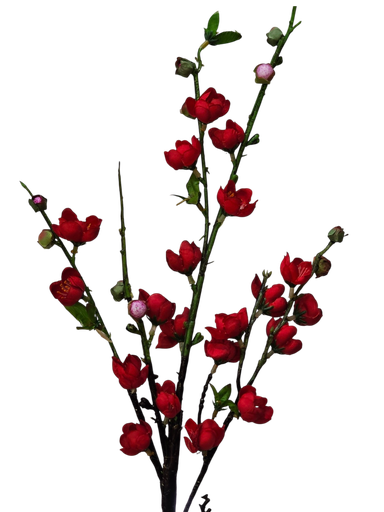 تاکی سۆر