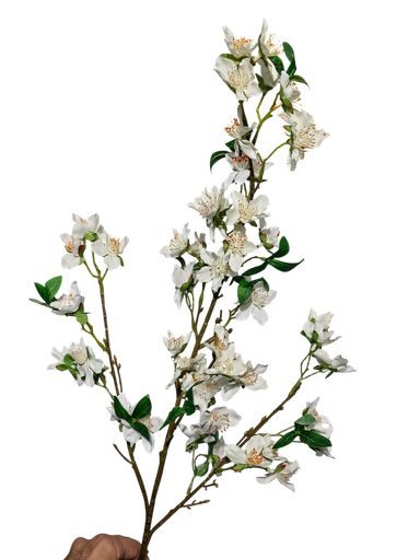 تاکی سپی