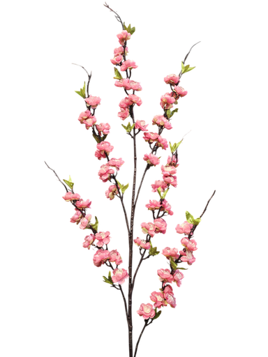 تاکی گوڵی شەرابی