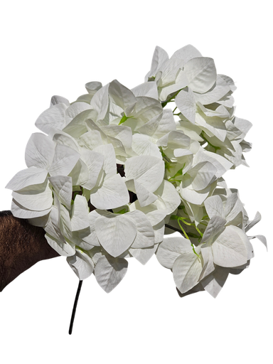 Ball Bougainvillea White