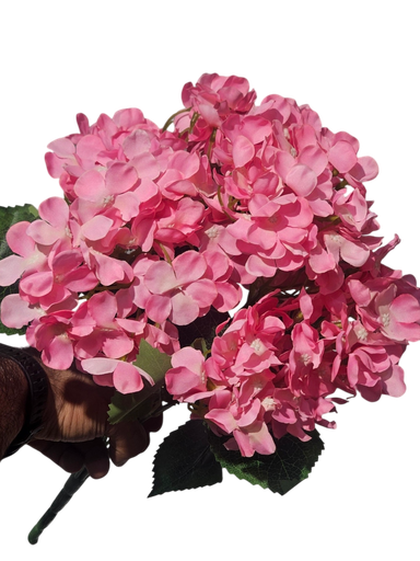 Pink Hydrangea