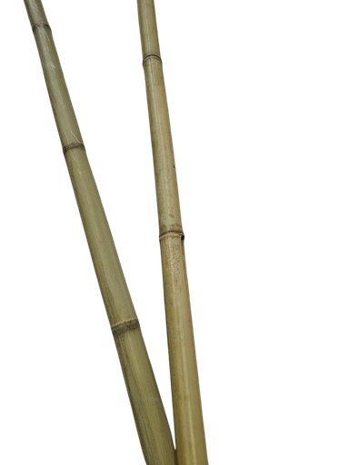 بامبۆ