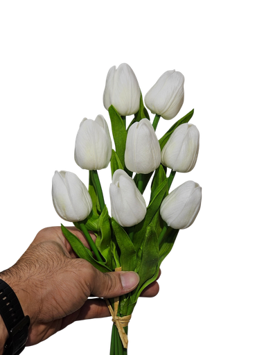 White Tulip