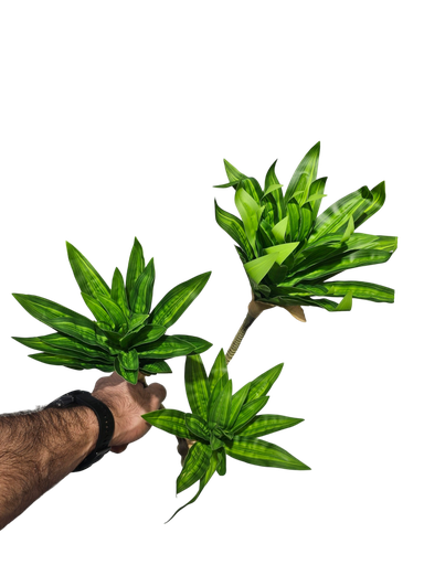 Dracaena
