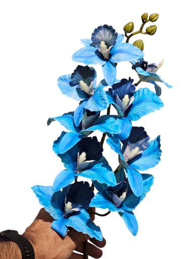 دراگۆن ئۆرید