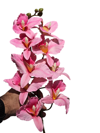 دراگۆن ئۆرید