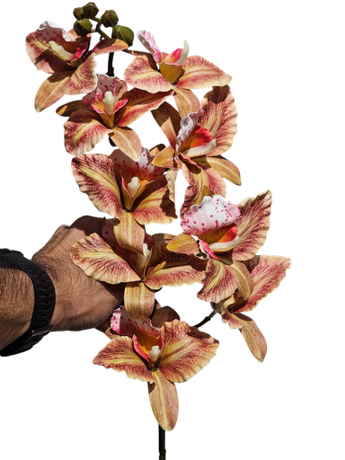 دراگۆن ئۆرید
