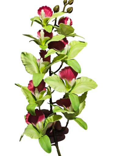 دراگۆن ئۆرید