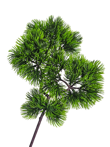 Bonsai leaves