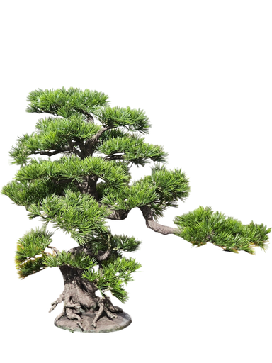 داری بۆنسای