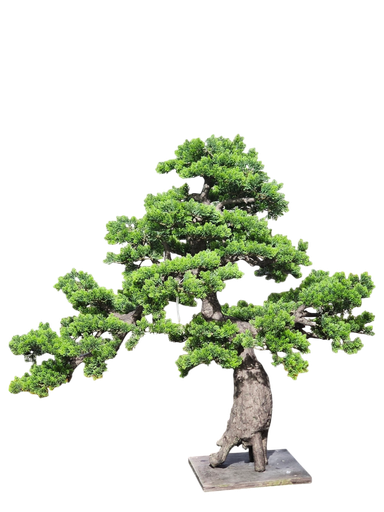 داری بۆنسای