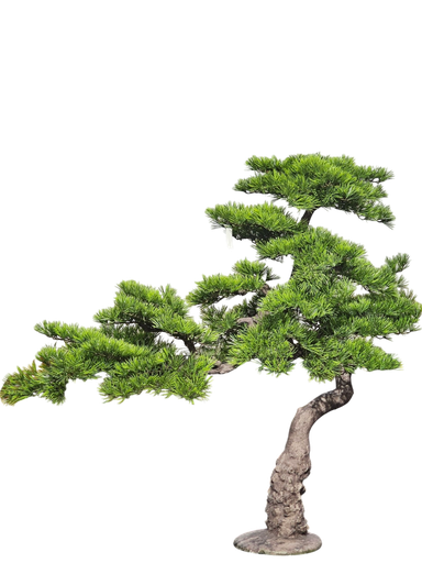 داری بۆنسای