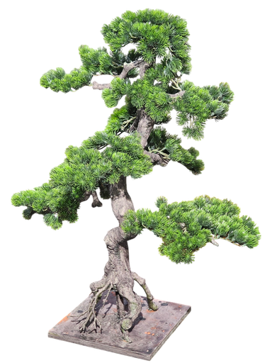 داری بۆنسای