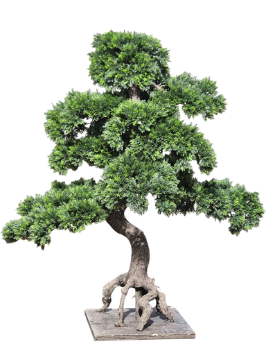 Bonsai tree