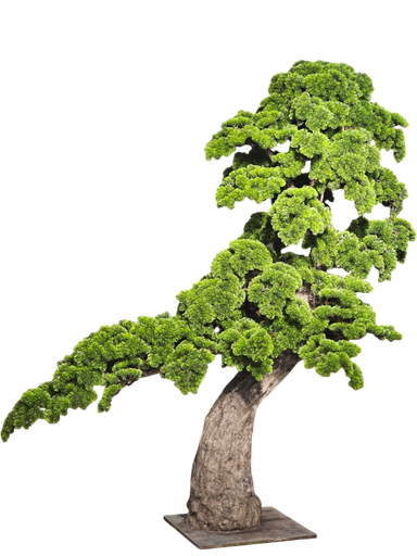داری بۆنسای