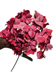 بول بوغانفيليا