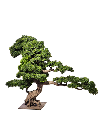 bonsai tree