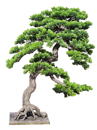 bonsai tree