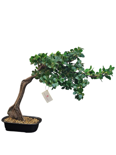 bonsai tree