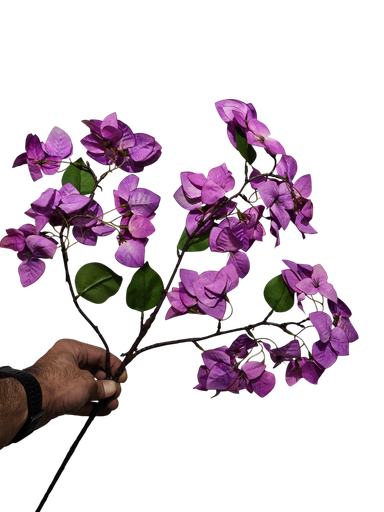 bougainvillea