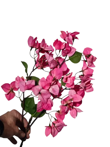 bougainvillea