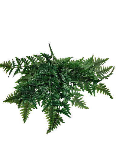 گەڵای سیکاس