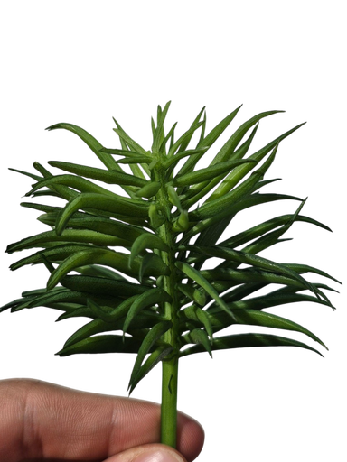 small plant