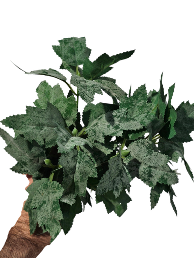hydra leaves