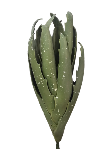 ميني كاكتوس