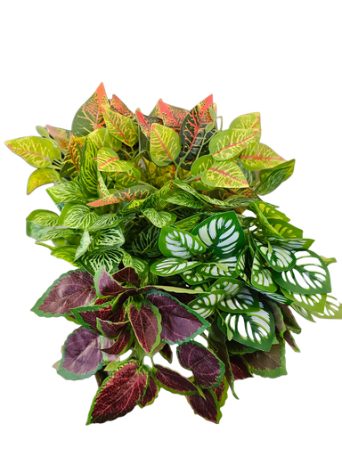 أوراق هيدرا