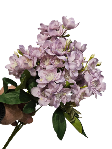 گوڵی قەنەفر