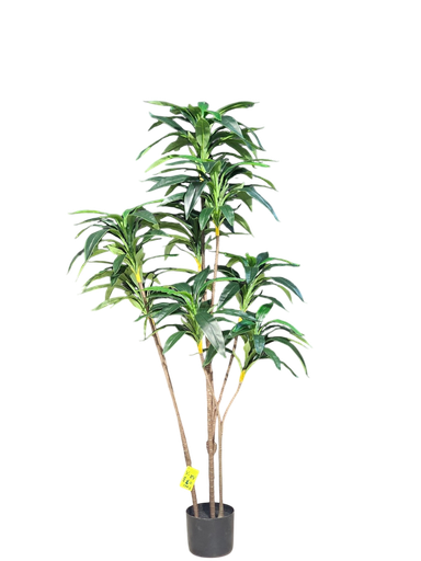 Dracaena Tree 160Cm