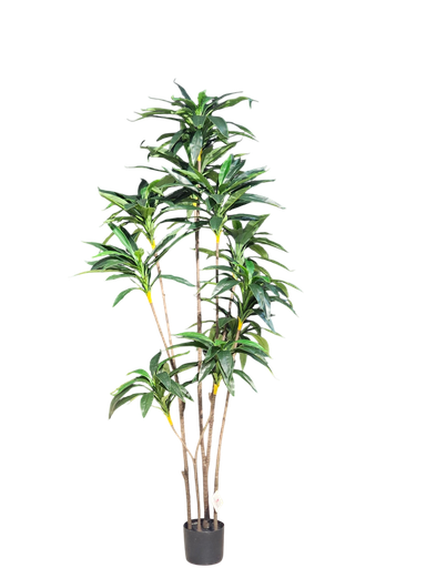 Dracaena Tree 200Cm